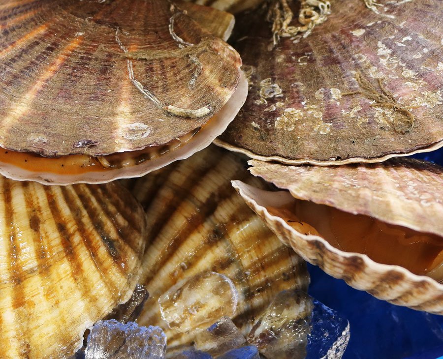 Yesso scallops, Mytilos